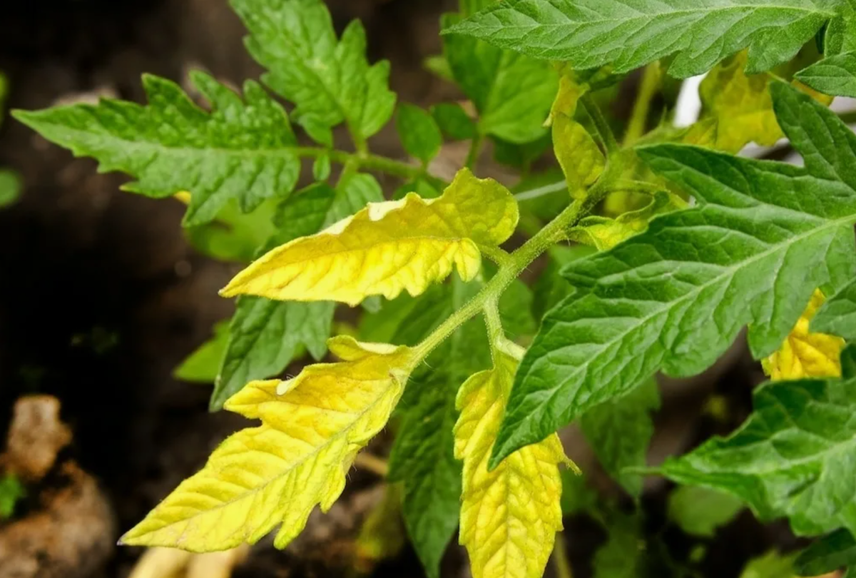 Источник фото: edimdoma.ru