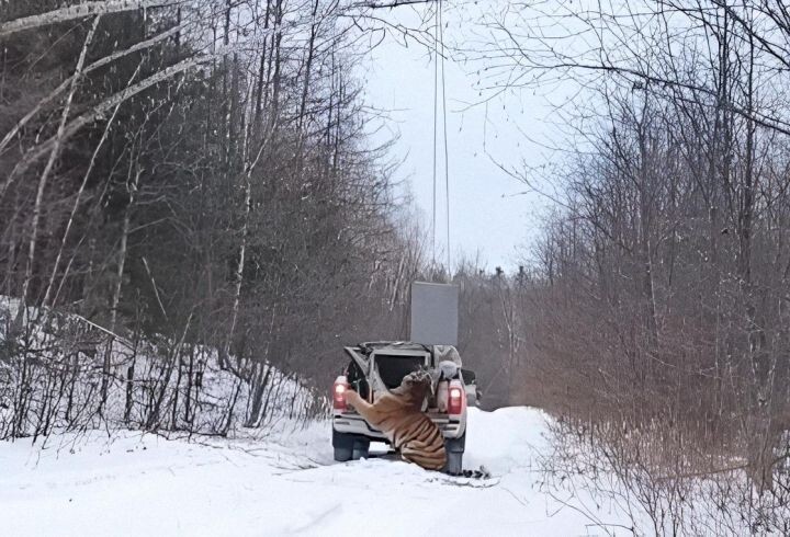    Фото:центр "Амурский тигр"