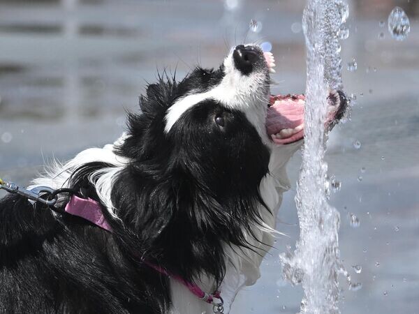    © РИА Новости Кирилл Каллиников