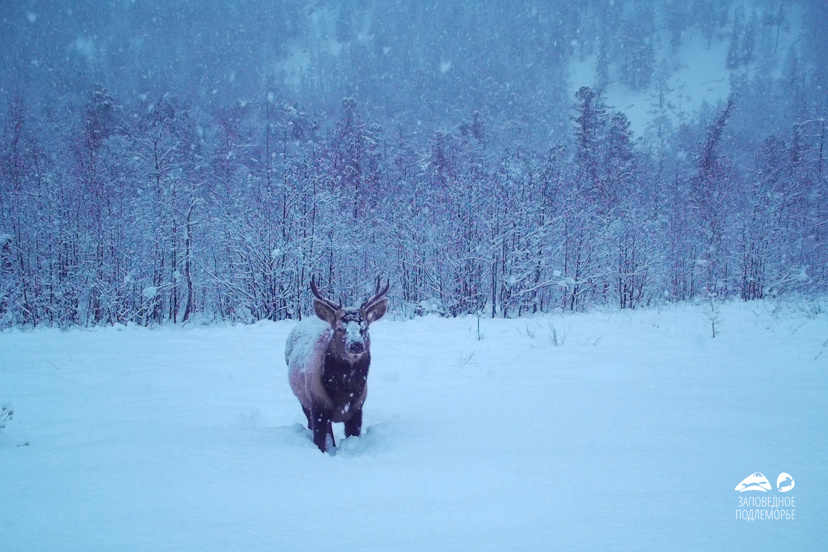 Листайте галерею! Смотрим кадры с фотоловушки из Фролихинского заказника и ставим ❤ красавчику!