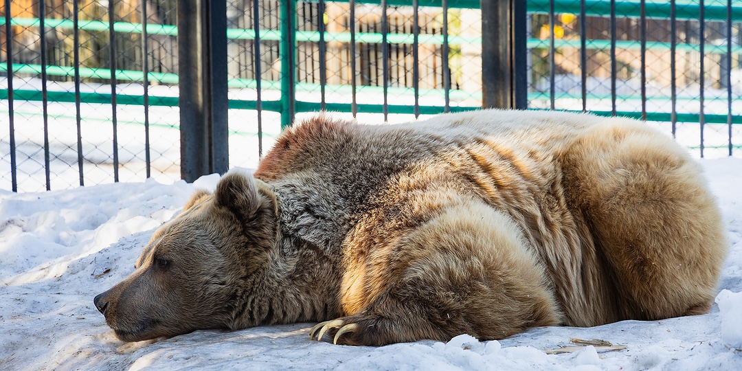 В красноярском «Роевом Ручье» проснулись медведи