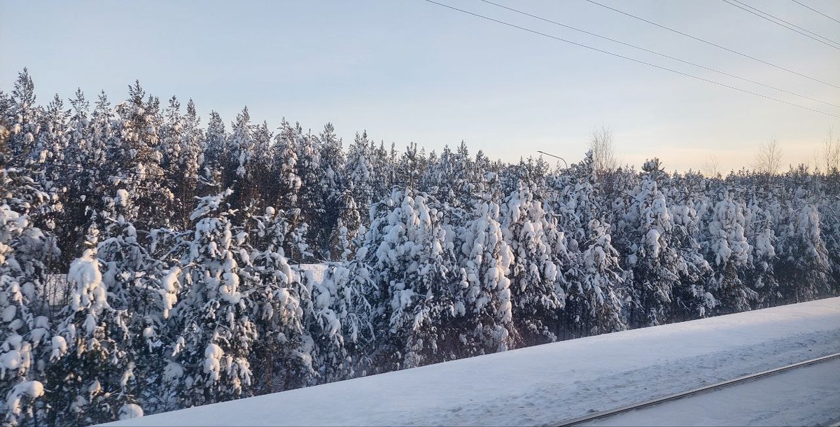 Лес зимой, завораживает.