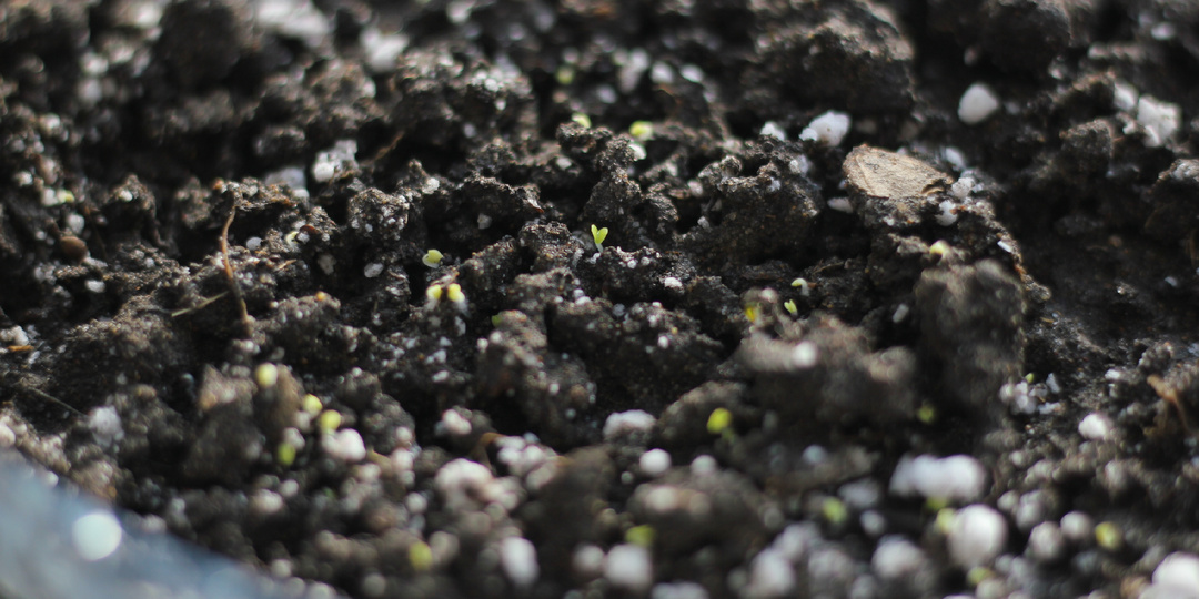 Как быстро сделать мини-парник: рассада хорошо всходит