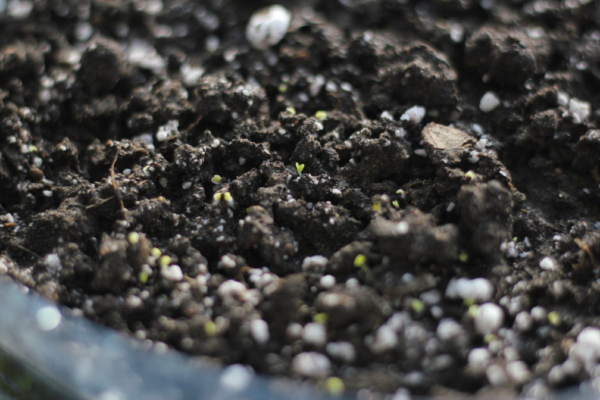 В мини-парнике колеусы уже взошли