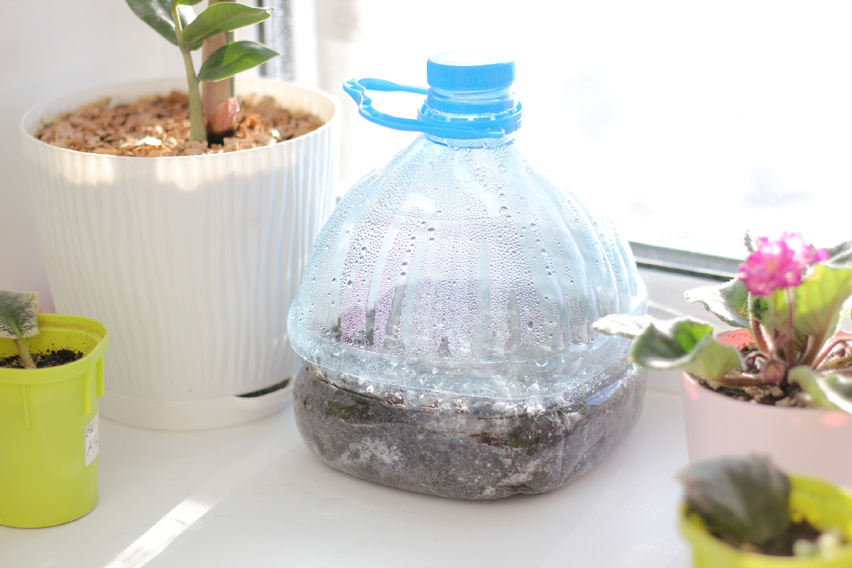 В мини-парнике влажно - капли стекают по стенкам.