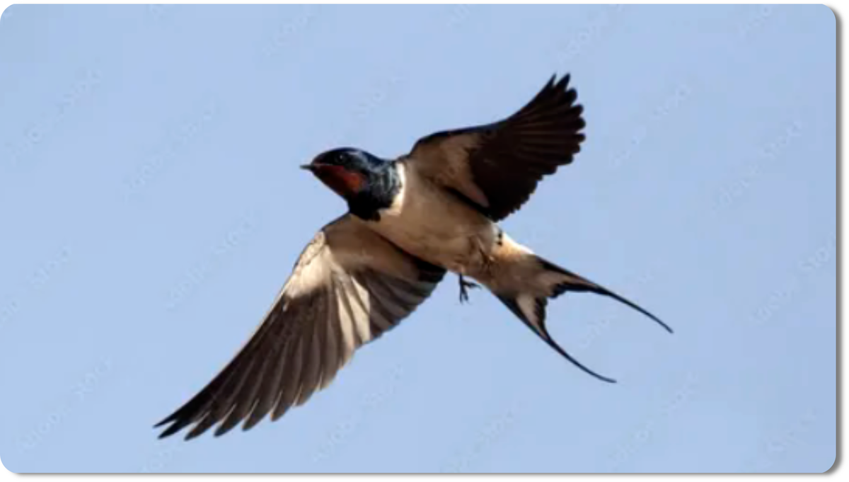 её хвост - это не просто украшение, а авиационный шедевр