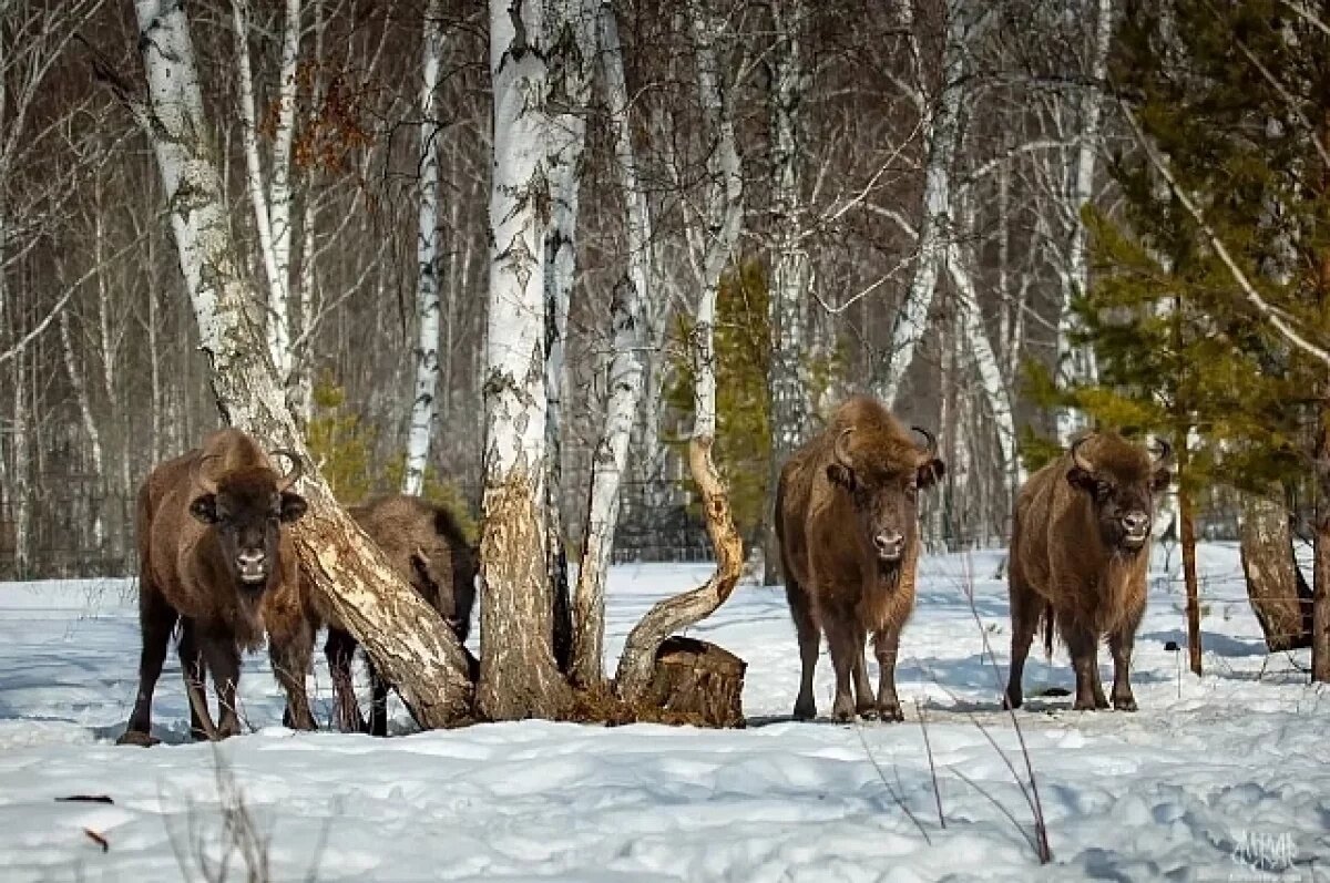    Башкирия получила 10 млн рублей на покупку еще 9 зубров из Беларуси