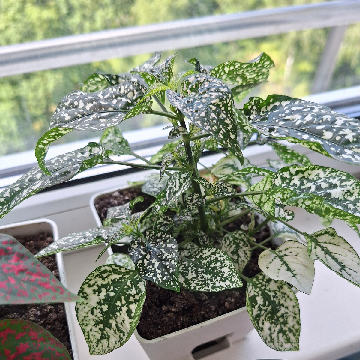 Фото автора. 