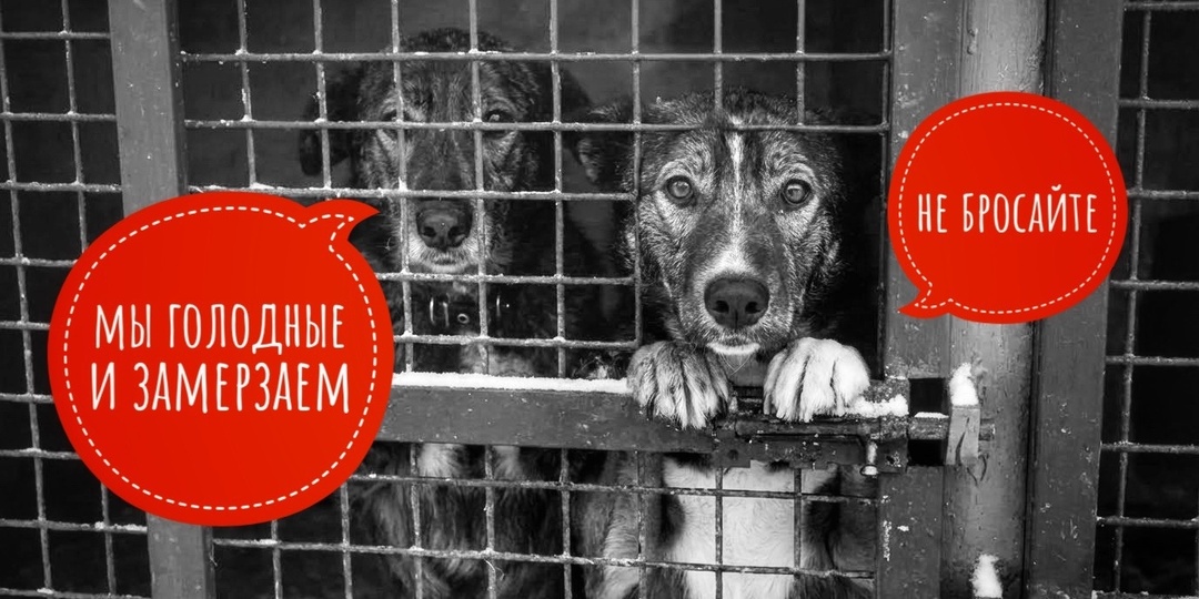 Срочно! Мы в опасности, корма больше нет!