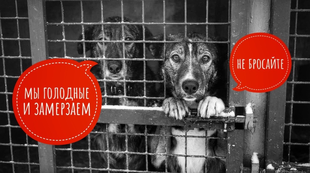Частный приют в опсаности, 500 животных голодают в Сибире!