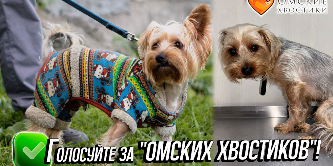 ВАШ ГОЛОС МОЖЕТ СТАТЬ ПОБЕДНЫМ! Поможем хвостикам?