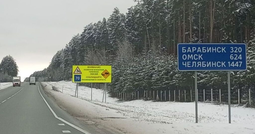 За год на дорогах Новосибирской области погибли 11 лосей и 4 косули