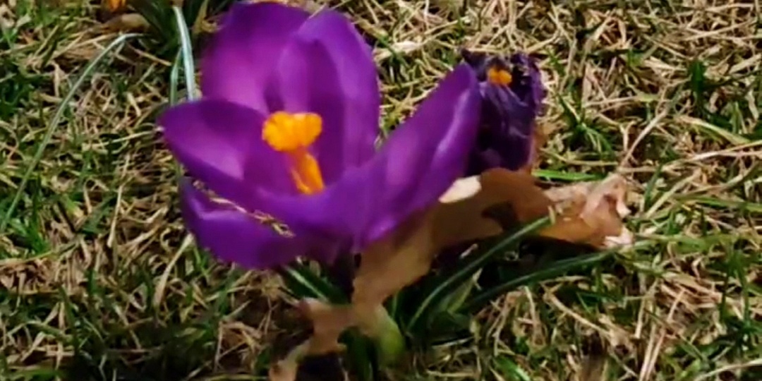 🌸В парке Галицкого начинают цвести крокусы🌸