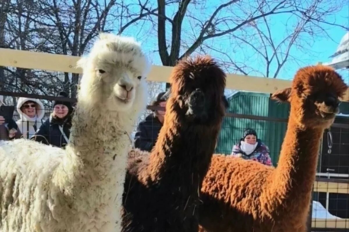    В Хабаровске чилийские ламы получили имена рок‑звезды и десерта