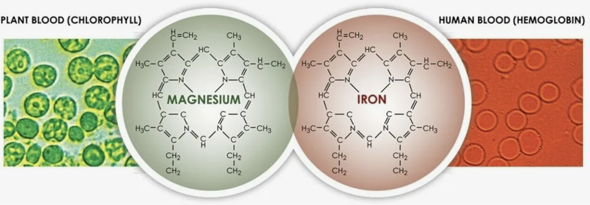 Сравнение молекул гемошлобина и хлорофилла