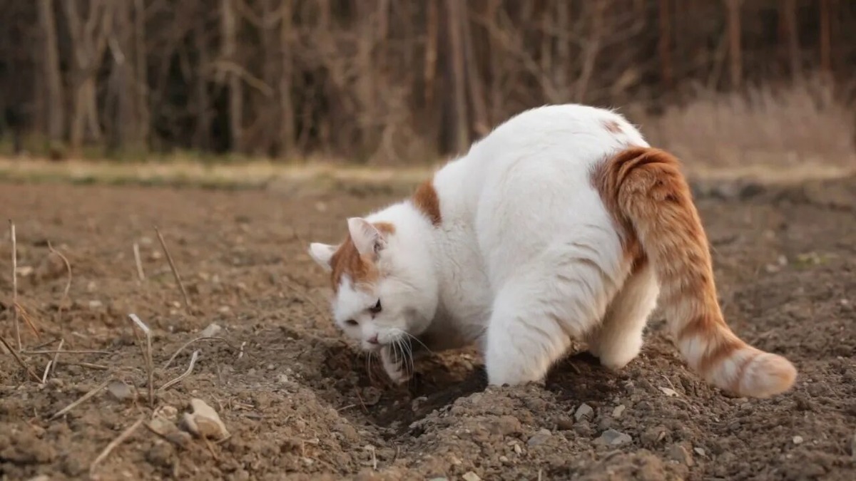 Фотография из интернета