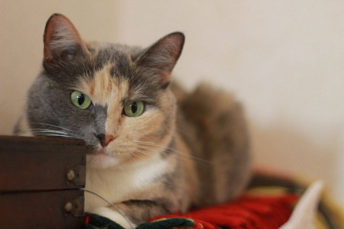 Дельфи прожила в нашей семье почти 16 лет.