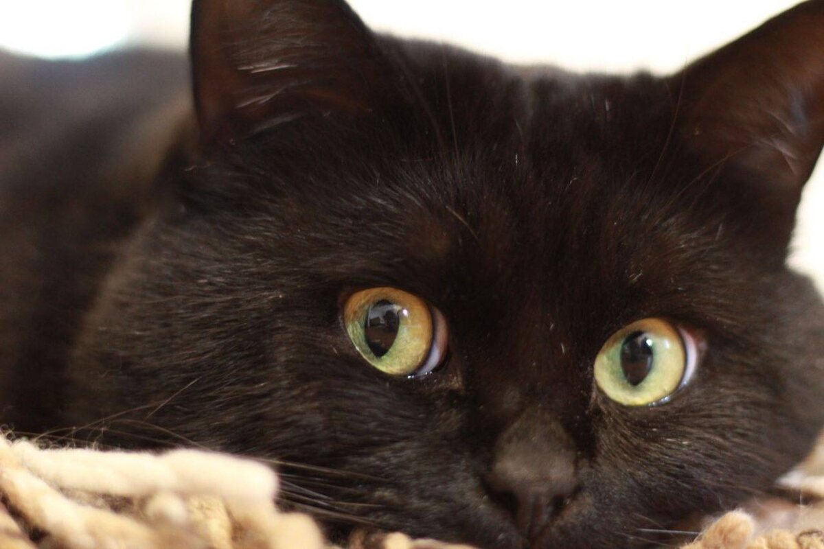 А это Хрустик