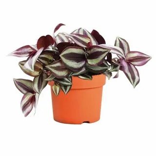 Традесканция зебрина