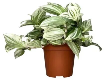 Традесканция белоцветковая