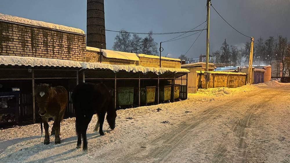    Фото: «Брянские новости»