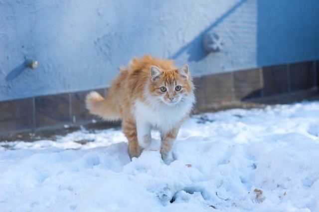   Фото из архива Калининград.Ru