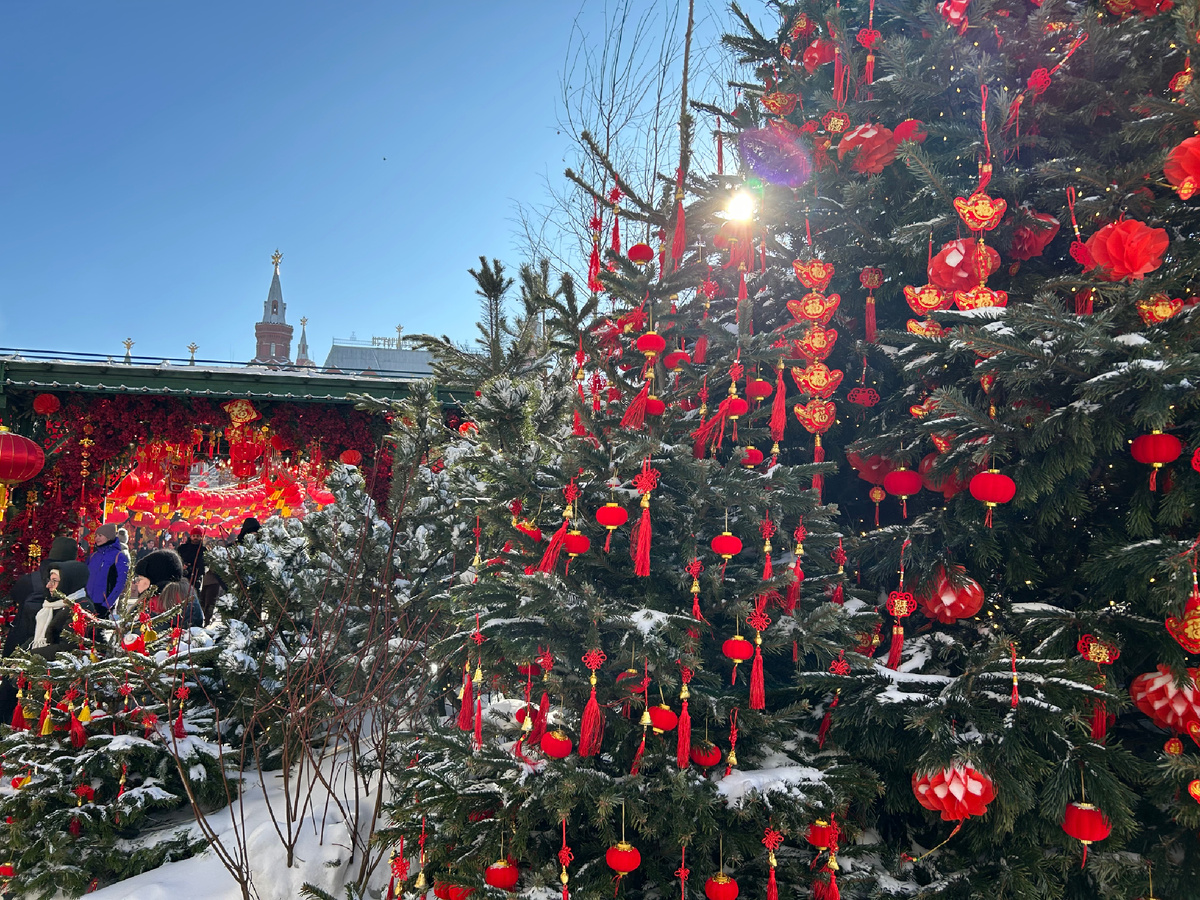 Фото автора. Китайский Новый год на Манежной площади. Наши традиционны хвойные деревья украсили китайскими фонариками и другими традиционными символами Китая 