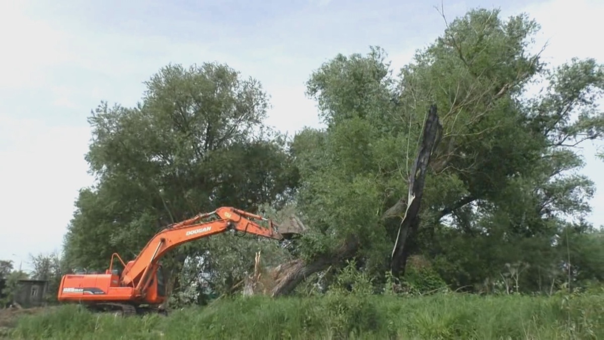 Экскаватор с легкостью удалил все сухие деревья 