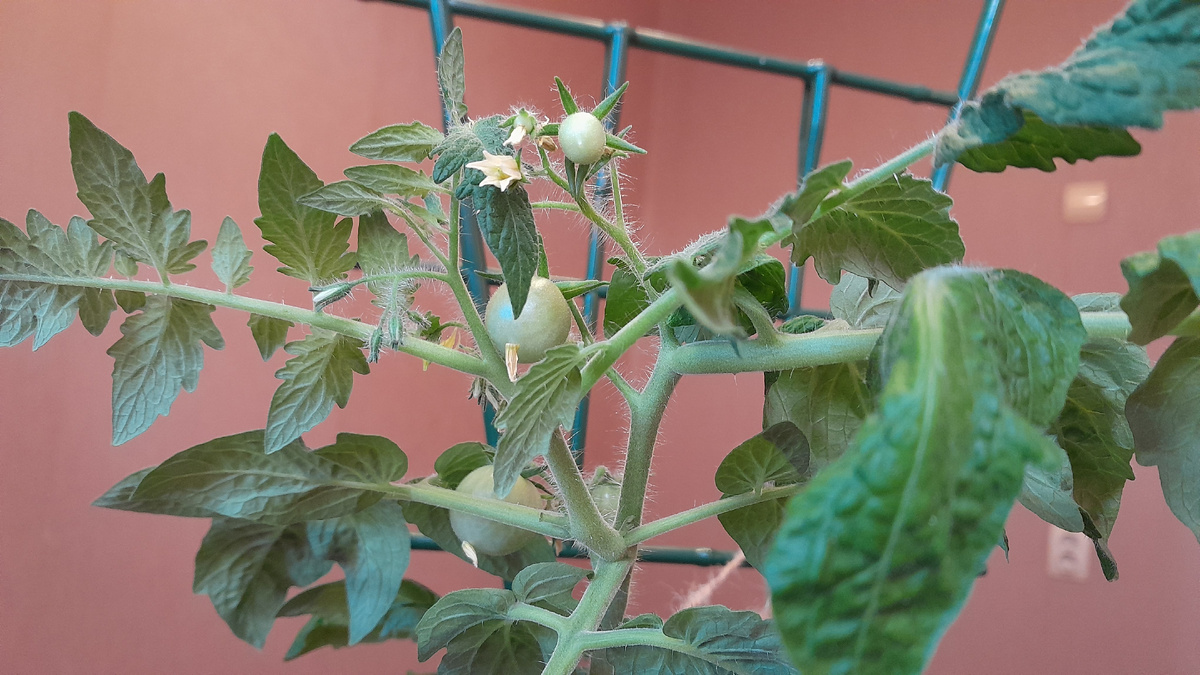 Четыре дня назад наверху увидела новый 