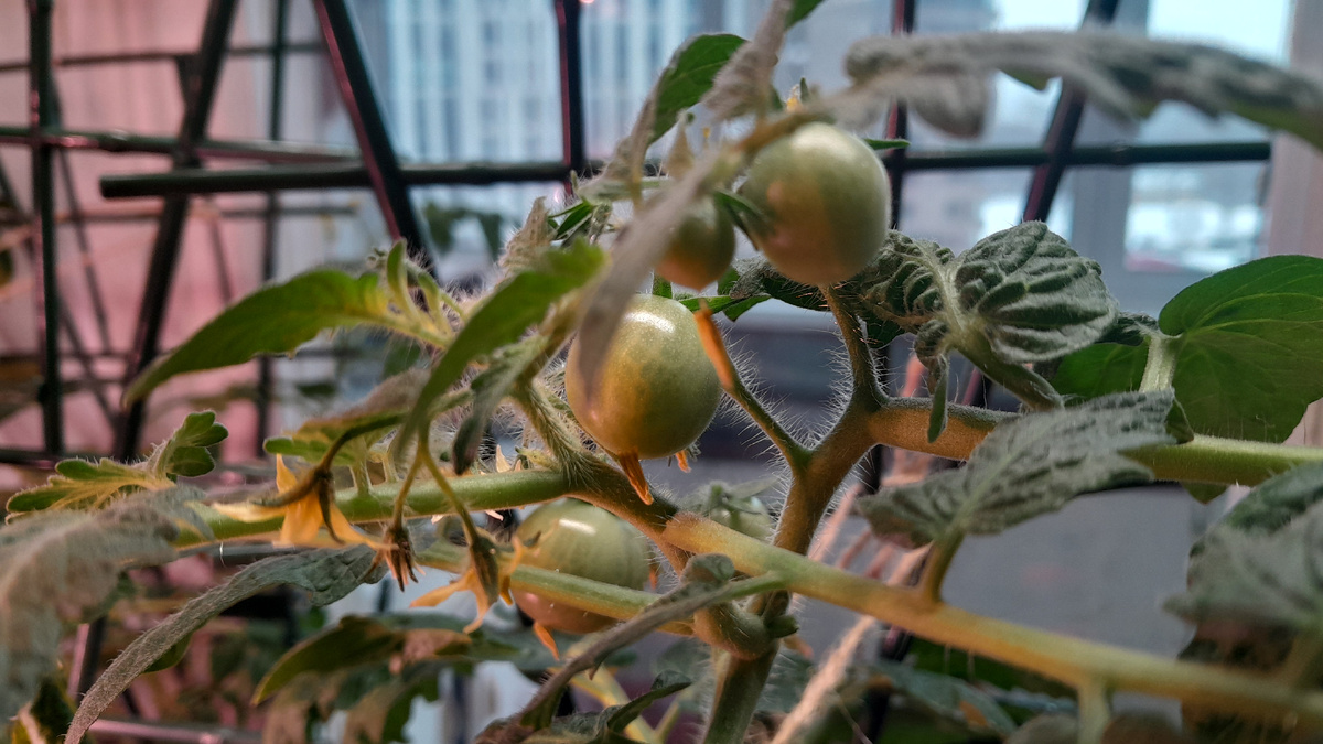 Мои желтые черри меня радуют