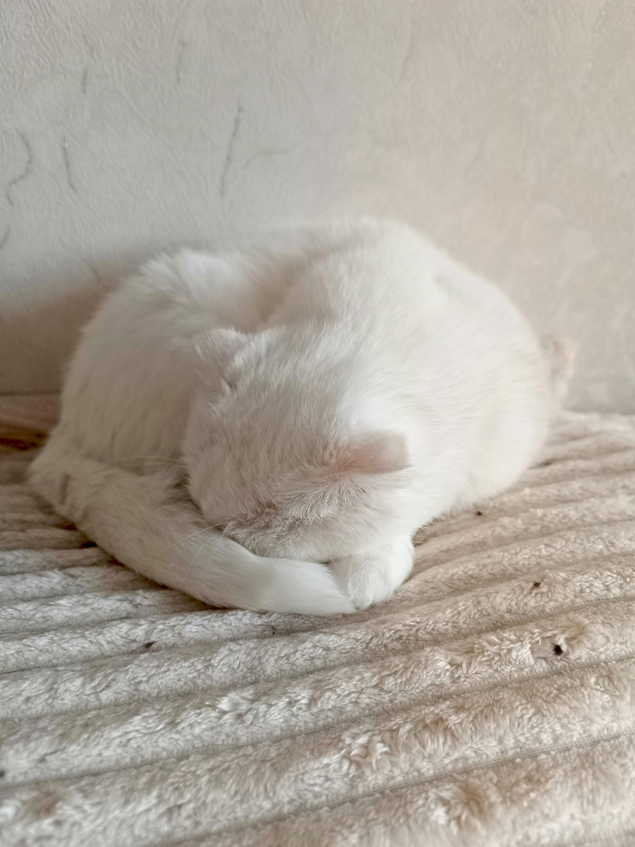 Азура. Фото автора.