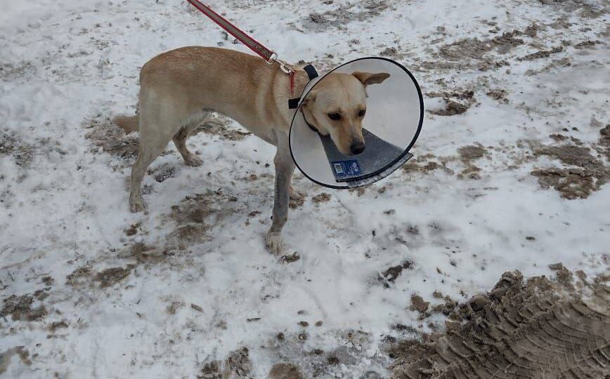 Собачка со сбора 977 готова к новому дому