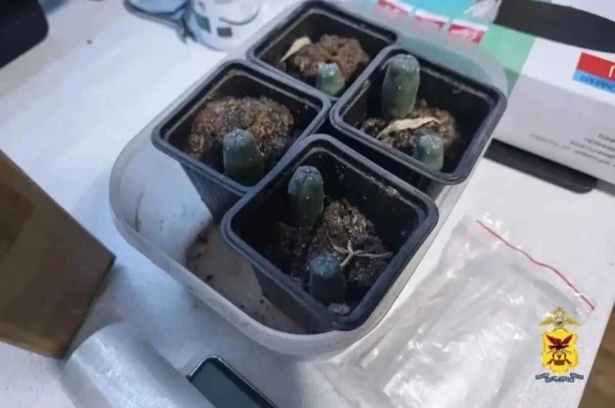    Читинца задержали за выращивание наркокактуса