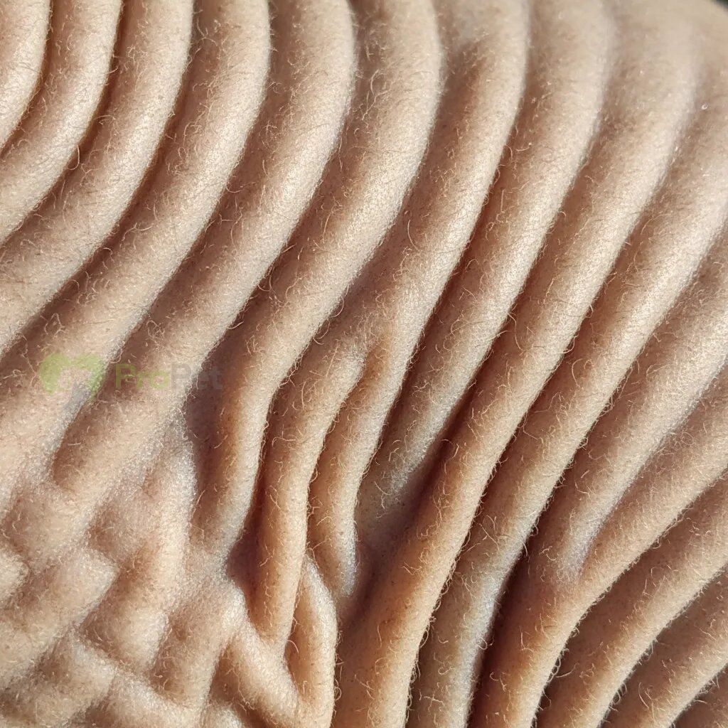 Крупный план морщинистой кожи кошки кохона