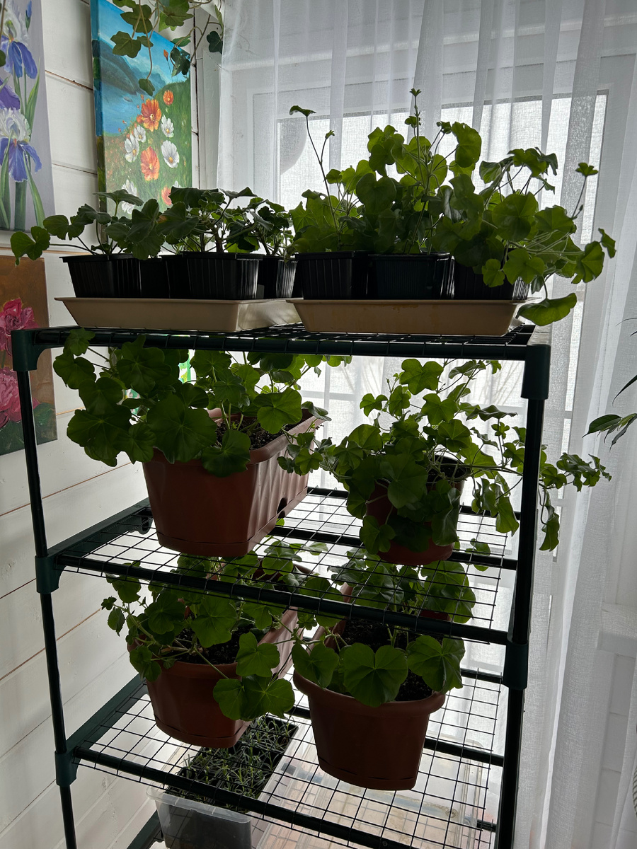 Черенки и маточники пеларгоний на даче в начале февраля. Фото Мой второй сад. 