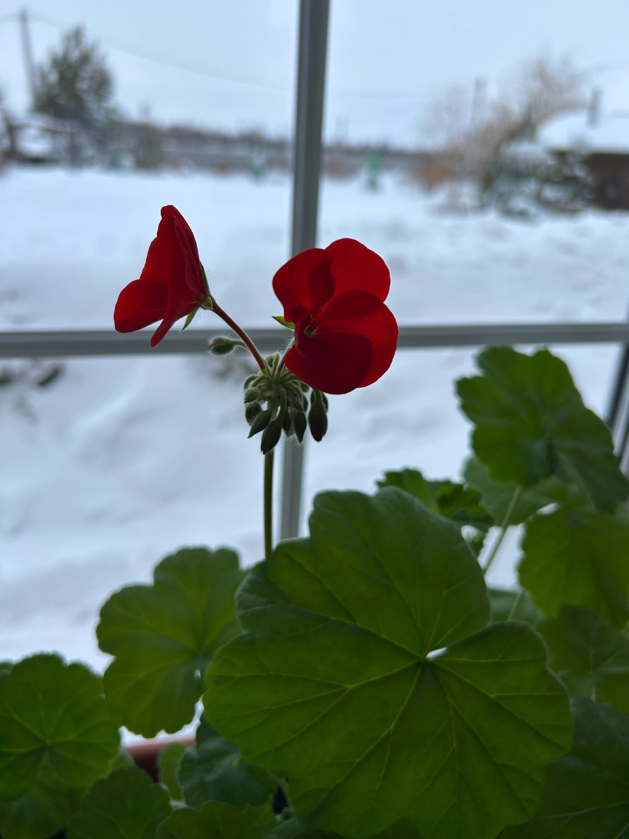 Весна не за горами? Фото Мой второй сад