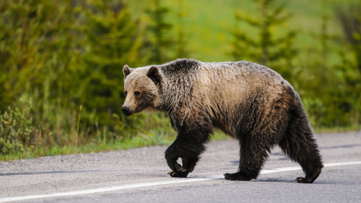    Фото: BGSmith/Shutterstock/Fotodom