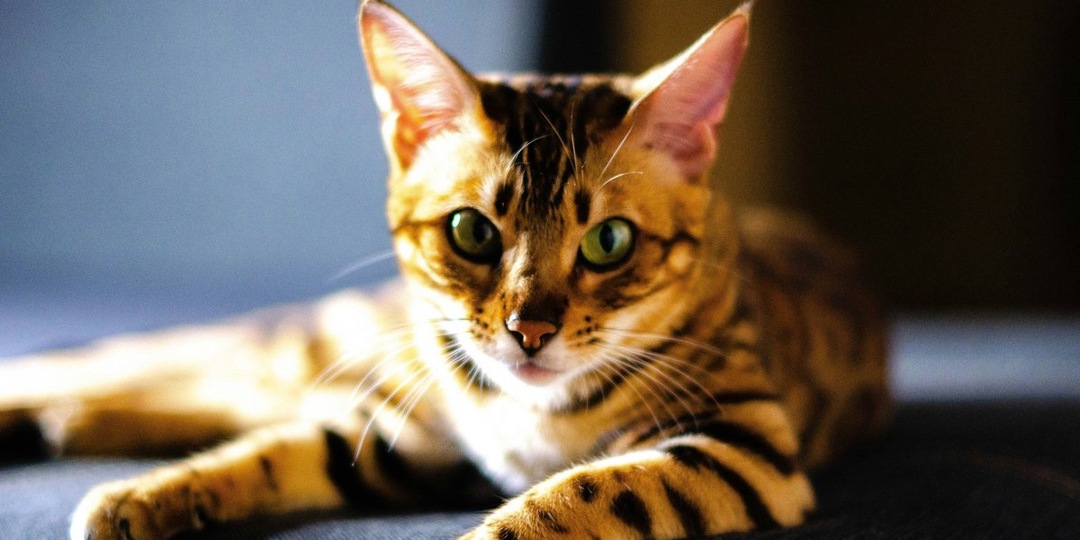 Бенгальская кошка Ариша ищет дом: особенные условия для особенного питомца