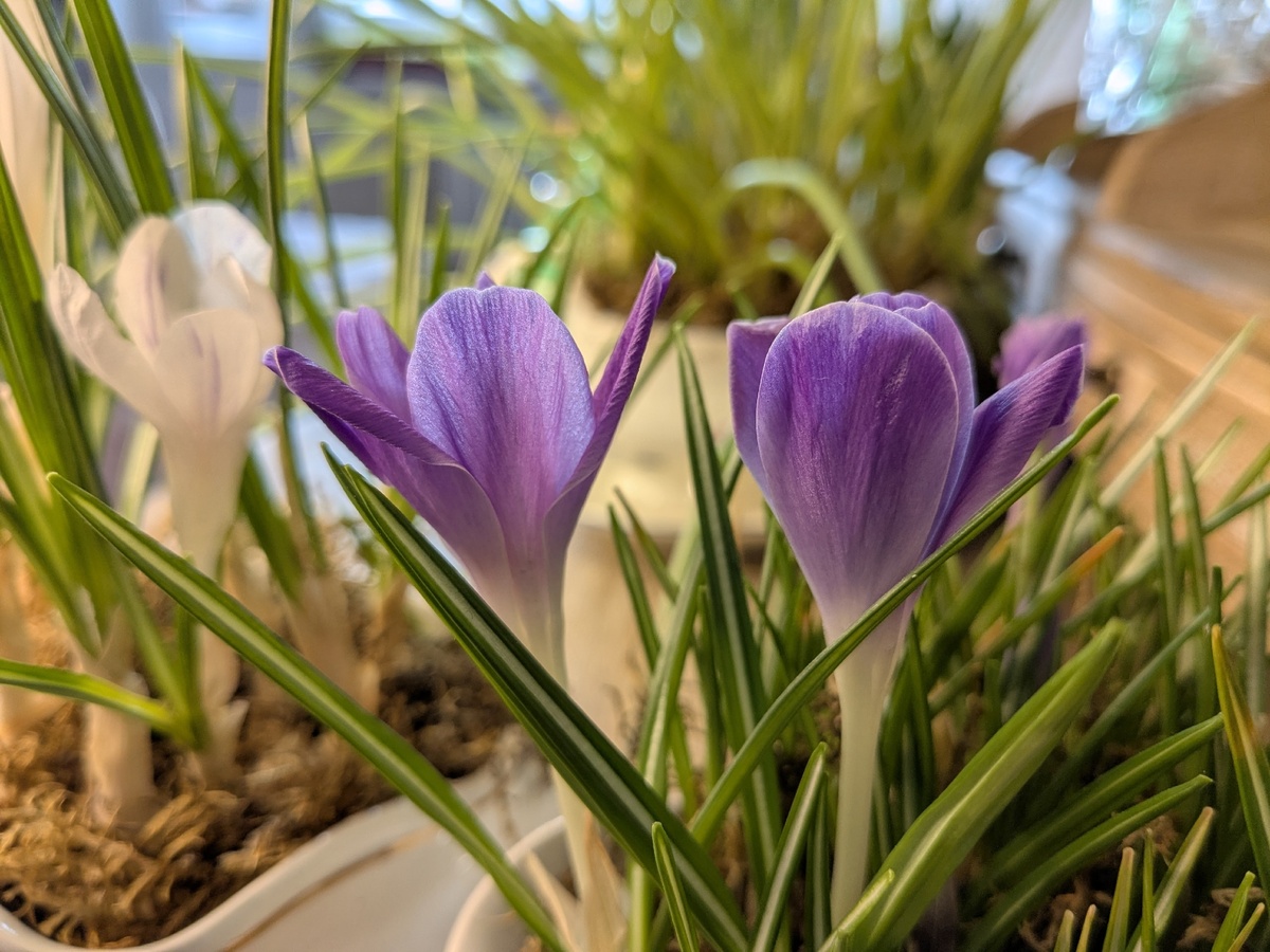 Крокусы цвели в конце января