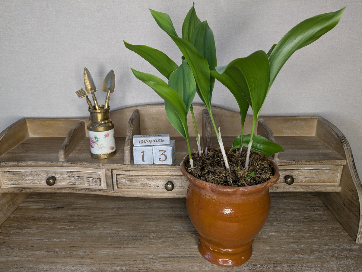 Ландыши сегодня