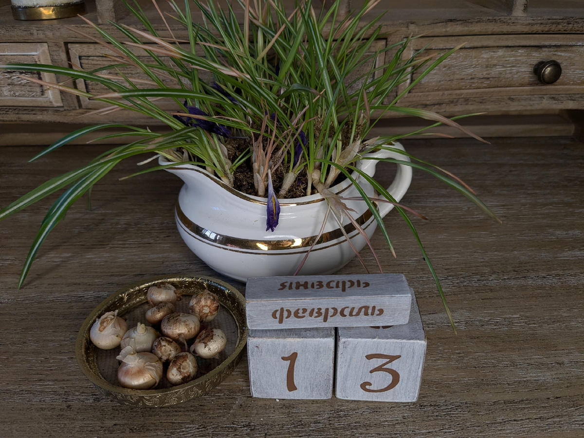 Одну плошку я уже почистила и собрала урожай - осенью посажу в сад