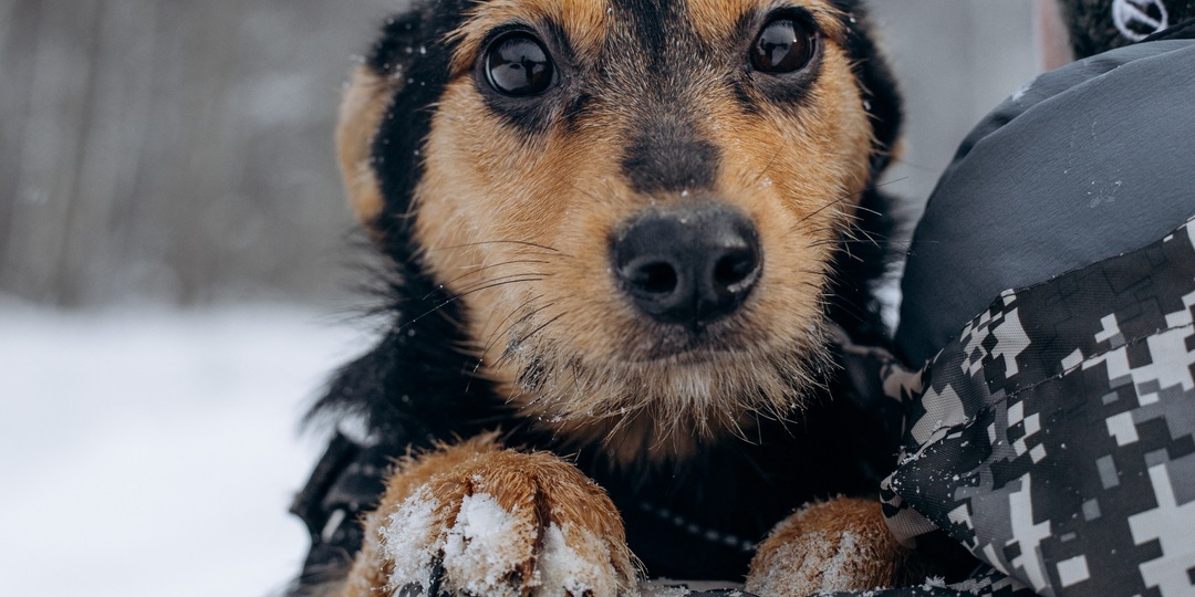Щенок небольшой собаки в добрые руки!