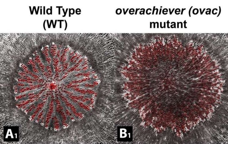   Фото: Donghwi Ko