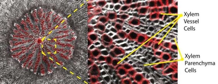 Поперечный срез гипокотиля Arabidopsis thaliana, демонстрирующий структуру ксилемной ткани, образованную двумя различными типами клеток — ксилемными сосудами (красные) и паренхимными клетками ксилемы. Окрашивание сосудов красителями SR2200 и фуксином. Автор фото: Донхви Ко.📷    Как растения уравновешивают древесную ксилему и мясистые ткани: просто о сложном
