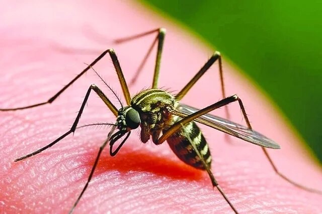    Почему зимой в квартире летают комары?