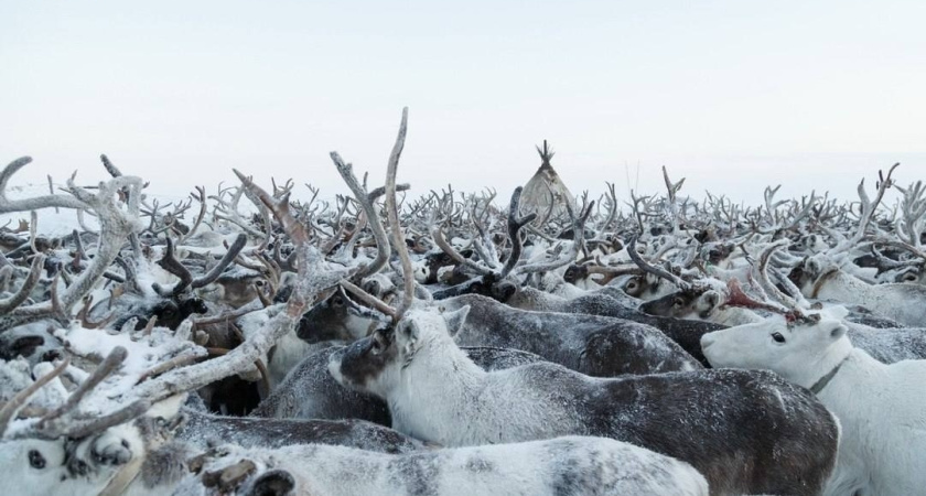    Фото Минсельхоза Коми