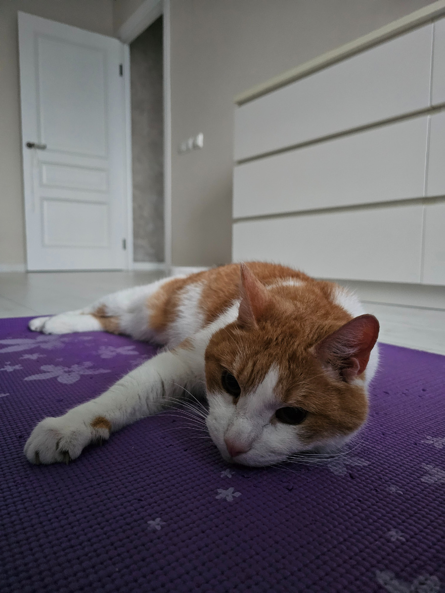 кот обессилел ещё до начала тренировки, но когти свои поточить успел🤨