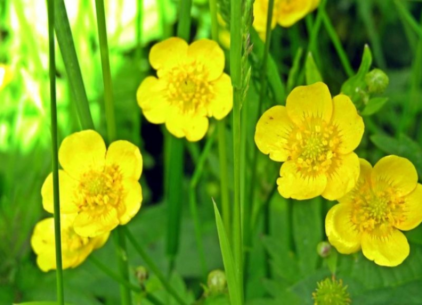 Лютики, яркие цветы. Взято из интернета