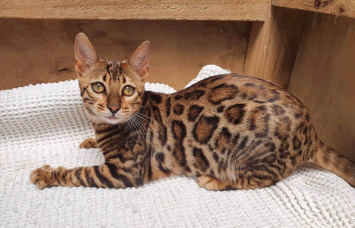 Бенгальская