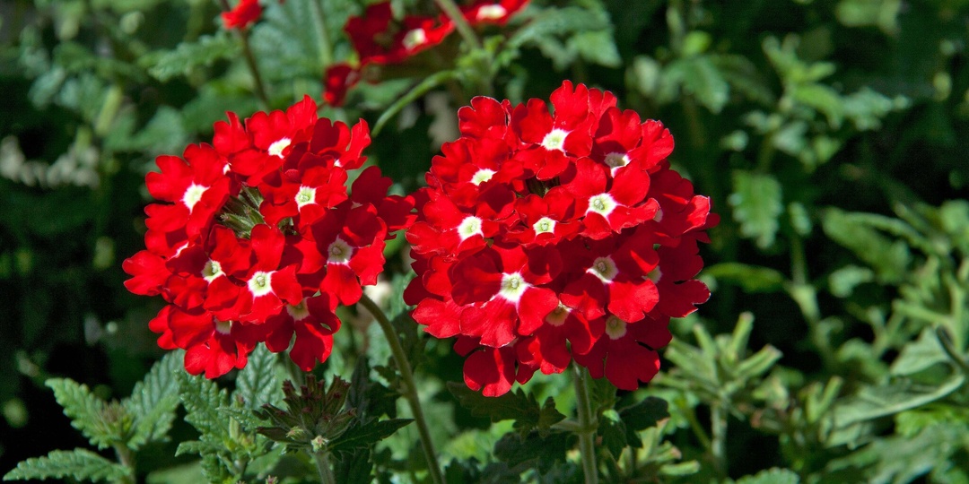 Как вырастить рассаду вербены правильно, сроки, правила